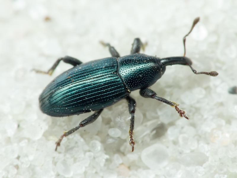 Aulacobaris lepidii (Germar, 1824)